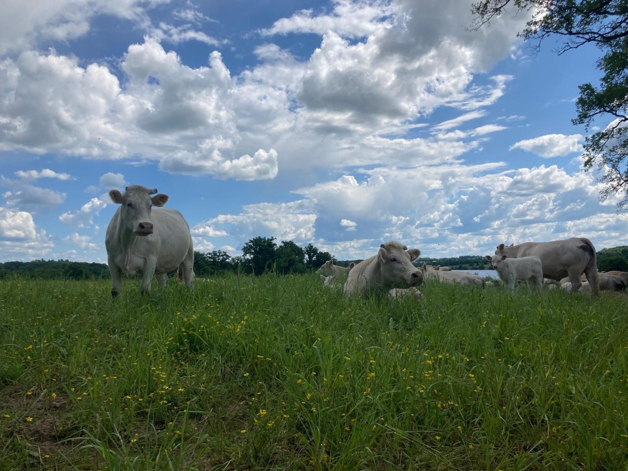 Gite A La Campagne Au Bord D'Un Lac 8 Personnes Saint-Quentin-sur-Charente Exterior foto